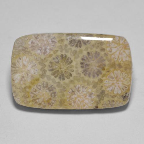 Multicolor Fossil Coral Gem - 15.4ct Cushion Cabochon (ID: 606803)
