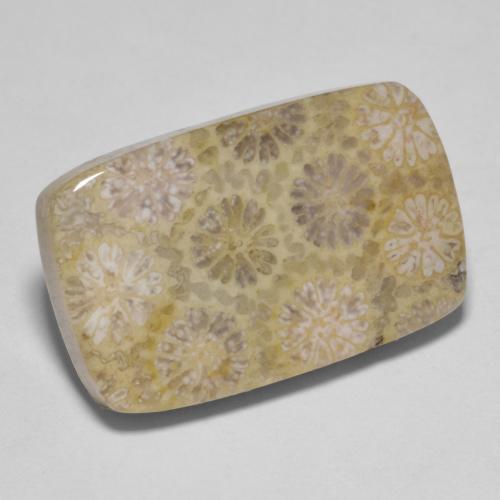 15.35 ct Multicolor Fossil Coral Stone, Natural Fossil Coral in Cushion Cabochon Shape for Sale