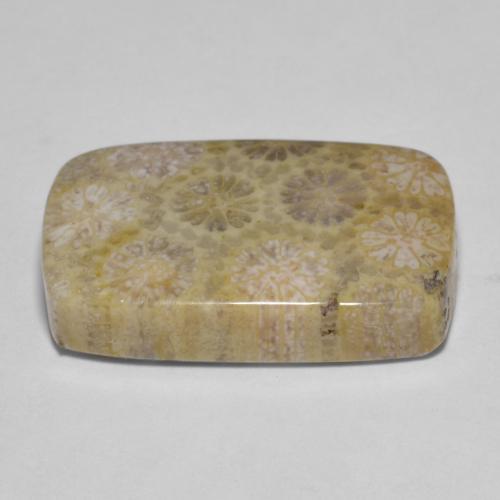 Fossil Coral Gemstone in 20.8 x 13.1 mm Size for Sale, Fossil Coral Stone in Multicolor Color