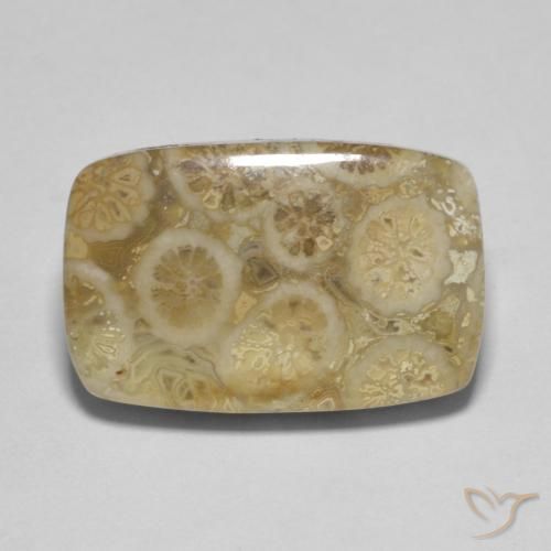 9.53ct Natural Multicolor Fossil Coral, Cushion, Opaque