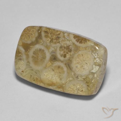 9.53 ct Multicolor Fossil Coral Stone, Natural Fossil Coral in Cushion Cabochon Shape for Sale