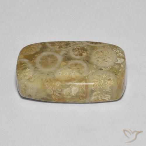 Fossil Coral Gemstone in 17.1 x 11 mm Size for Sale, Fossil Coral Stone in Multicolor Color