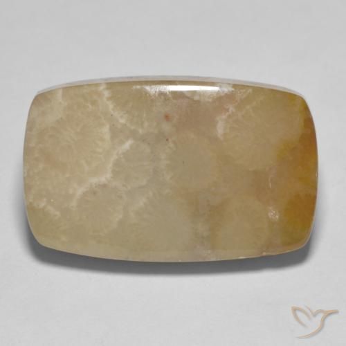 16.72ct Natural Multicolor Fossil Coral, Cushion, Opaque