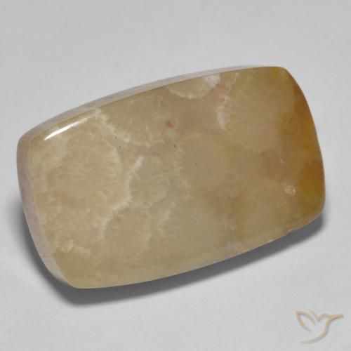 16.72 ct Multicolor Fossil Coral Stone, Natural Fossil Coral in Cushion Cabochon Shape for Sale