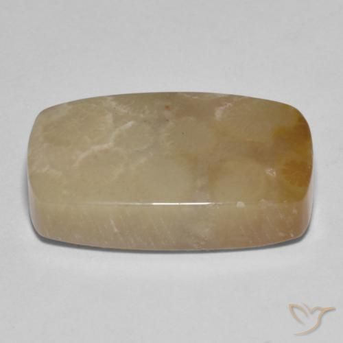 Fossil Coral Gemstone in 21 x 13 mm Size for Sale, Fossil Coral Stone in Multicolor Color