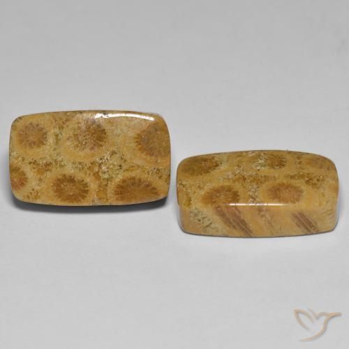 23.03 ctw Multicolor Fossil Coral Stones, Natural Fossil Coral in Cushion Cabochon Shape for Sale