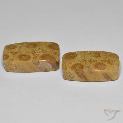 Fossil Coral Gemstones in 18.5 x 10.9 mm Size for Sale, Fossil Coral Stones in Multicolor Color