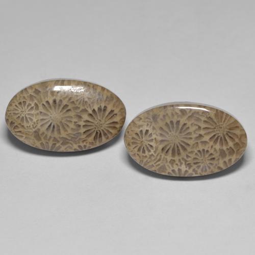 2pc Matching Oval Fossil Corals in Size 18 x 10.7mm, Weight 18.02ct total / avg. 9.01ct each, Multicolor in Opaque Clarity, Natural untreated gemstone, Mohs Hardness 6.5 - 7 suitable for daily wear jewelry, Photo A