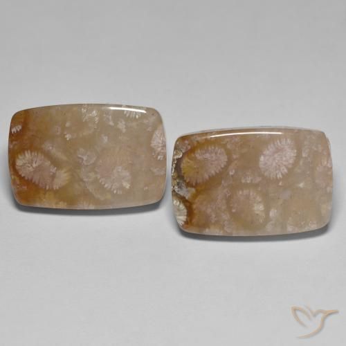 26.92 ct Cushion Fossil Coral, 18.7 x 12.4 mm From Indonesia, Photo A