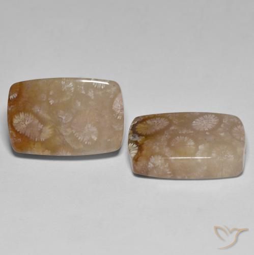 26.92 ctw Multicolor Fossil Coral Stones, Natural Fossil Coral in Cushion Cabochon Shape for Sale