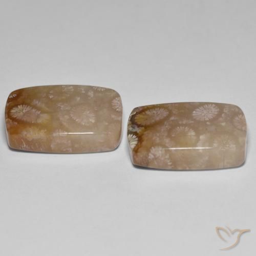 Fossil Coral Gemstones in 18.7 x 12.4 mm Size for Sale, Fossil Coral Stones in Multicolor Color