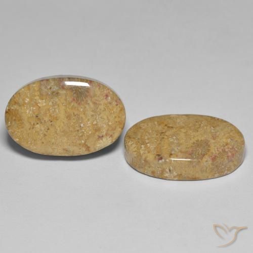 24.35 ctw Multicolor Fossil Coral Stones, Natural Fossil Coral in Oval Cabochon Shape for Sale