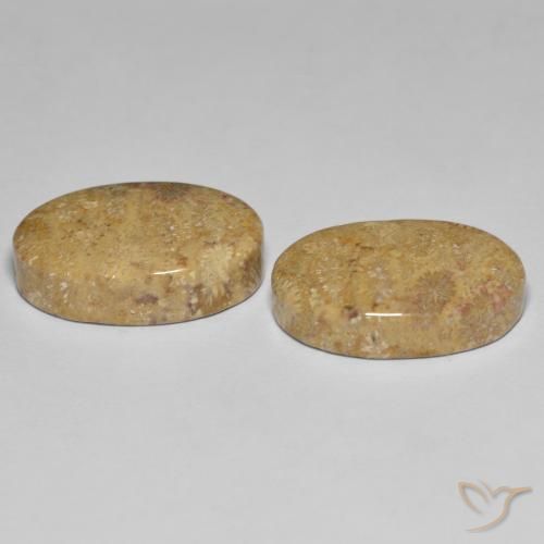 Fossil Coral Gemstones in 19.6 x 12.8 mm Size for Sale, Fossil Coral Stones in Multicolor Color