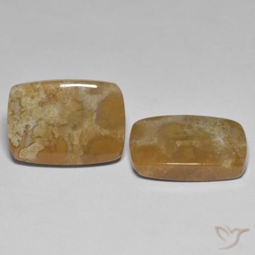 25.23 ctw Multicolor Fossil Coral Stones, Natural Fossil Coral in Cushion Cabochon Shape for Sale