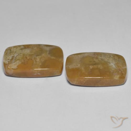 Fossil Coral Gemstones in 19.1 x 13.8 mm Size for Sale, Fossil Coral Stones in Multicolor Color