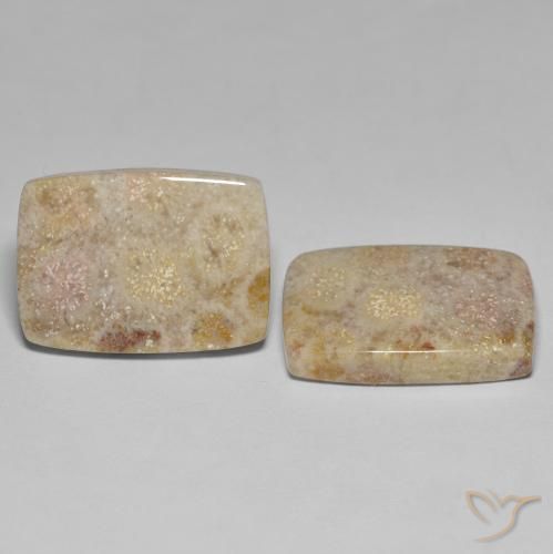 27.18 ctw Multicolor Fossil Coral Stones, Natural Fossil Coral in Cushion Cabochon Shape for Sale