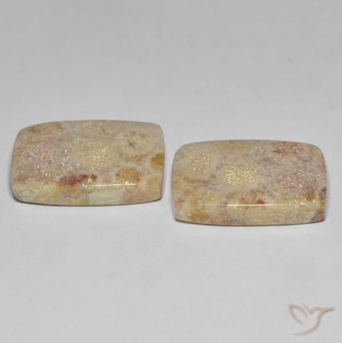 Fossil Coral Gemstones in 19.8 x 14.2 mm Size for Sale, Fossil Coral Stones in Multicolor Color