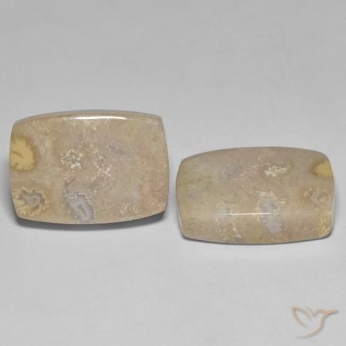 25.62 ctw Multicolor Fossil Coral Stones, Natural Fossil Coral in Cushion Cabochon Shape for Sale