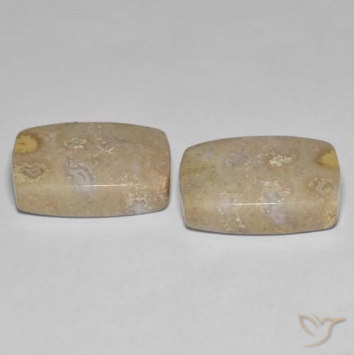 Fossil Coral Gemstones in 17.8 x 12.4 mm Size for Sale, Fossil Coral Stones in Multicolor Color