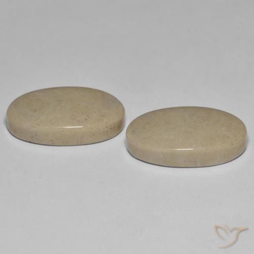 Fossil Coral Gemstones in 20.4 x 11.9 mm Size for Sale, Fossil Coral Stones in Multicolor Color