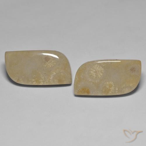 27.14 ct Multicolor Fossil Coral, 21.3 x 11.5 mm Odd Shaped From Indonesia, Photo A