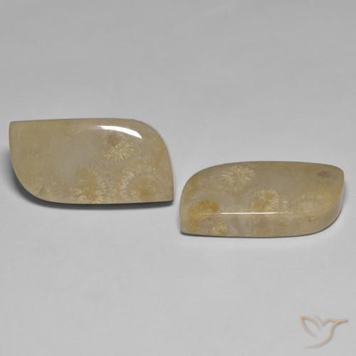 27.14 ctw Multicolor Fossil Coral Stones, Natural Fossil Coral in Fancy Cabochon Shape for Sale