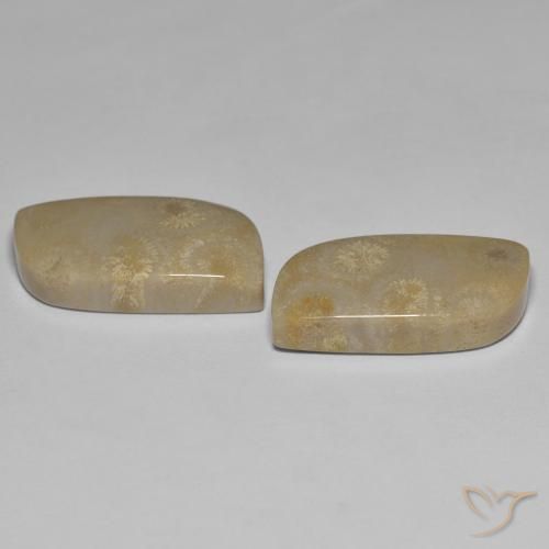 Fossil Coral Gemstones in 21.3 x 11.5 mm Size for Sale, Fossil Coral Stones in Multicolor Color