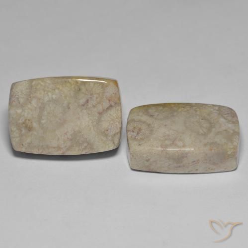 45.70 ctw Multicolor Fossil Coral Stones, Natural Fossil Coral in Cushion Cabochon Shape for Sale