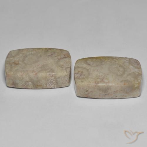 Fossil Coral Gemstones in 21.1 x 14.6 mm Size for Sale, Fossil Coral Stones in Multicolor Color