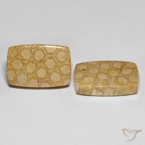 27.38 ctw Multicolor Fossil Coral Stones, Natural Fossil Coral in Cushion Cabochon Shape for Sale