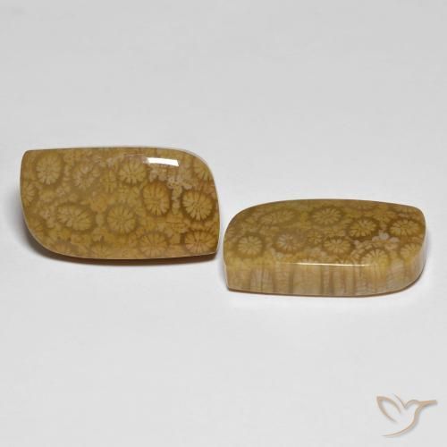 34.39 ctw Multicolor Fossil Coral Stones, Natural Fossil Coral in Fancy Cabochon Shape for Sale