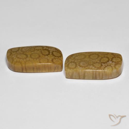 Fossil Coral Gemstones in 22.8 x 12.8 mm Size for Sale, Fossil Coral Stones in Multicolor Color