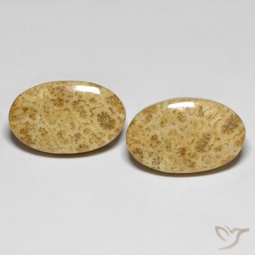 19.65ctw Natural Multicolor Fossil Coral, Oval, Opaque