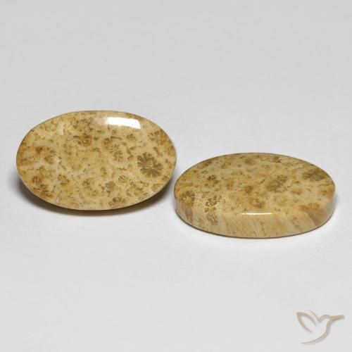 19.65 ctw Multicolor Fossil Coral Stones, Natural Fossil Coral in Oval Cabochon Shape for Sale