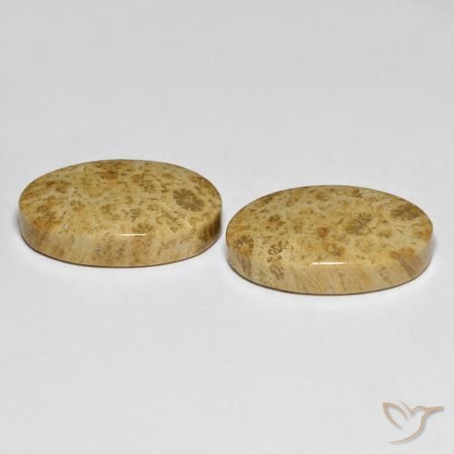 Fossil Coral Gemstones in 19 x 11.7 mm Size for Sale, Fossil Coral Stones in Multicolor Color