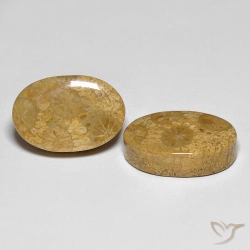 26.42 ctw Multicolor Fossil Coral Stones, Natural Fossil Coral in Oval Cabochon Shape for Sale