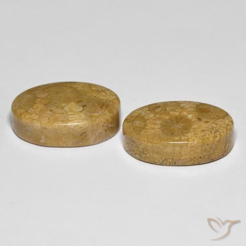 Fossil Coral Gemstones in 18.7 x 12.7 mm Size for Sale, Fossil Coral Stones in Multicolor Color