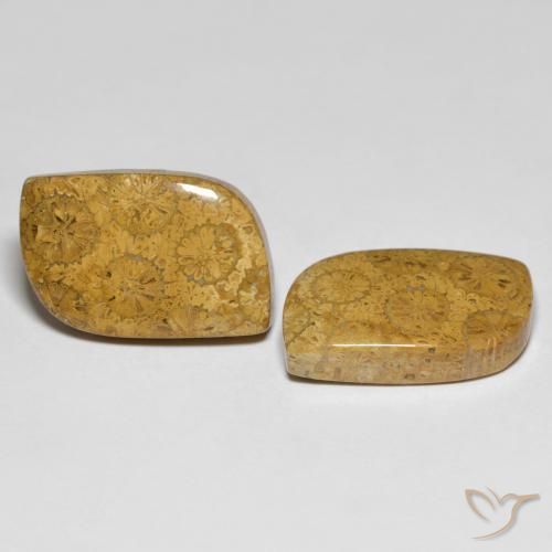25.48 ctw Multicolor Fossil Coral Stones, Natural Fossil Coral in Fancy Cabochon Shape for Sale