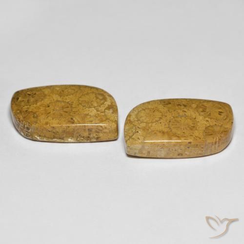 Fossil Coral Gemstones in 19.6 x 12.8 mm Size for Sale, Fossil Coral Stones in Multicolor Color