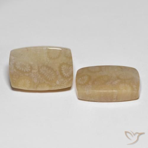 26.20 ctw Multicolor Fossil Coral Stones, Natural Fossil Coral in Cushion Cabochon Shape for Sale