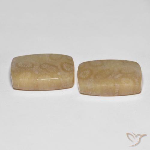 Fossil Coral Gemstones in 18.8 x 2.9 mm Size for Sale, Fossil Coral Stones in Multicolor Color