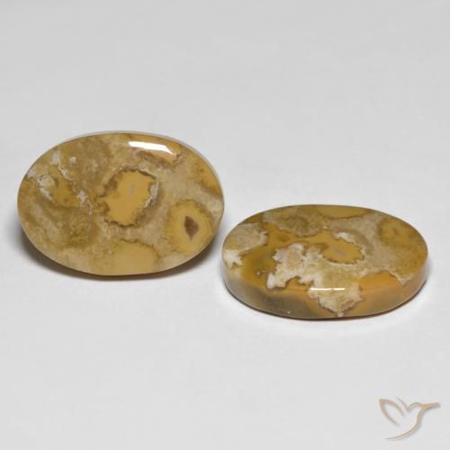 23.71 ctw Multicolor Fossil Coral Stones, Natural Fossil Coral in Oval Cabochon Shape for Sale