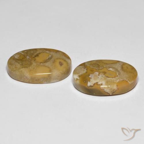 Fossil Coral Gemstones in 19.5 x 13.4 mm Size for Sale, Fossil Coral Stones in Multicolor Color