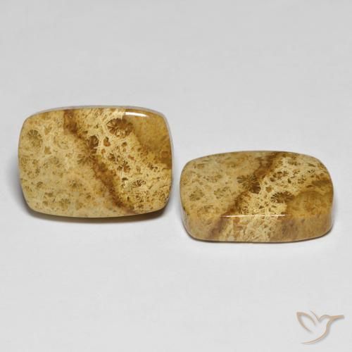 25.97 ctw Multicolor Fossil Coral Stones, Natural Fossil Coral in Cushion Cabochon Shape for Sale