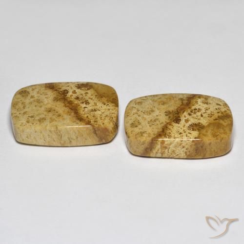 Fossil Coral Gemstones in 18 x 13 mm (calibrated) Size for Sale, Fossil Coral Stones in Multicolor Color