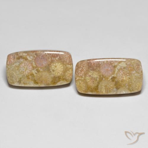 25.20ctw Natural Multicolor Fossil Coral, Cushion, Opaque