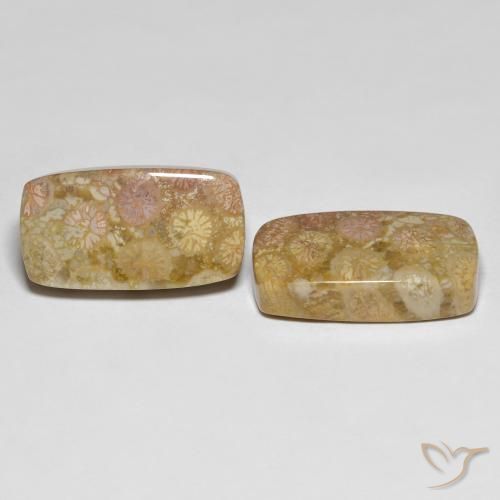 25.20 ctw Multicolor Fossil Coral Stones, Natural Fossil Coral in Cushion Cabochon Shape for Sale