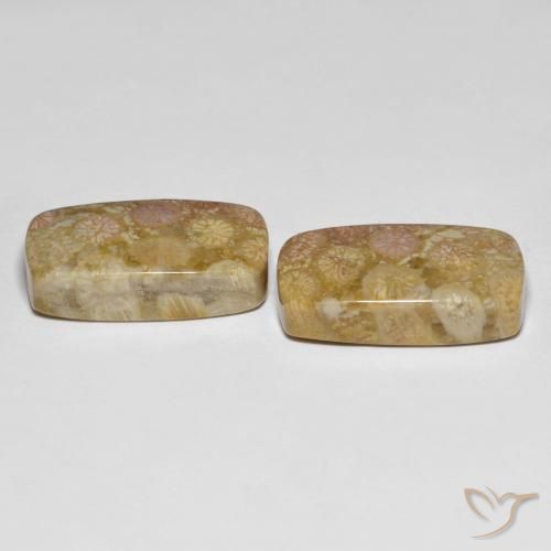 Fossil Coral Gemstones in 19.7 x 10.6 mm Size for Sale, Fossil Coral Stones in Multicolor Color