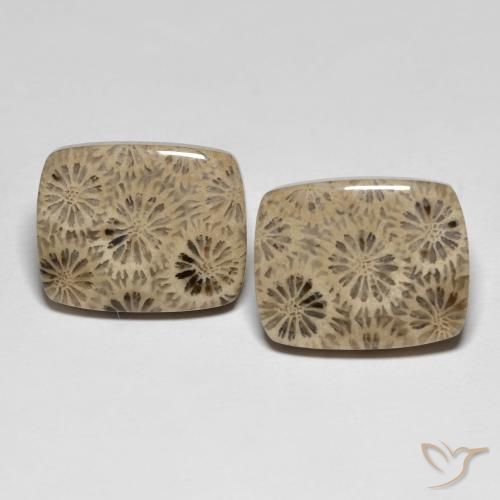24.15 ct Cushion Fossil Coral, 16.9 x 13.4 mm From Indonesia, Photo A