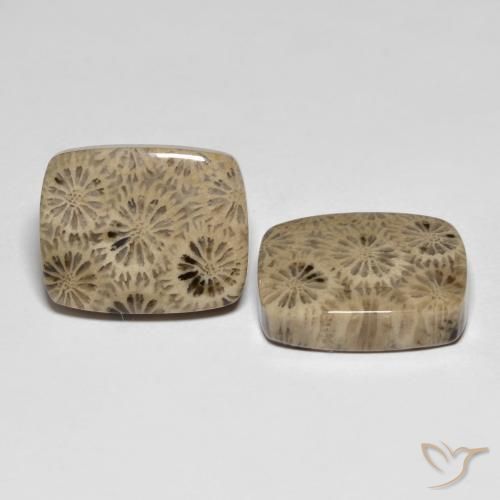 24.15 ctw Multicolor Fossil Coral Stones, Natural Fossil Coral in Cushion Cabochon Shape for Sale